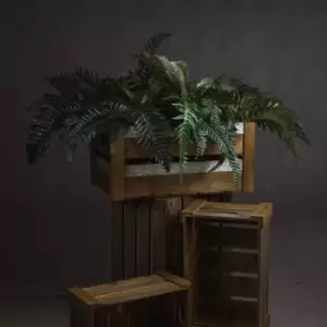 Image of Fern Bunch
