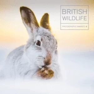 Image of british wildlife photography awards 9