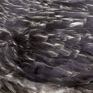 Image of Something Wicked Marches In (Reissue) Vinyl