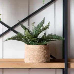 Image of Crossland Grove Bracken Fern In Soil H330Mm Green