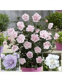 Image of You Garden Double Flowered 'Chiffon' Hibiscus Collection 3 X 2L
