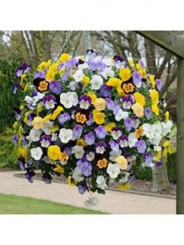 image of You Garden Pair Pansy Cool Wave Hanging Baskets 11"