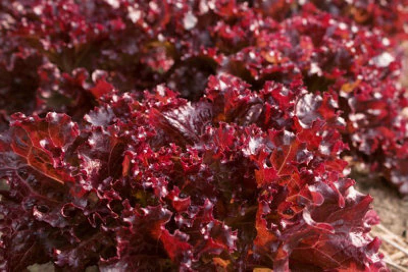 Image of Thompson & Morgan Lettuce Sulfita Hybrid Red Crunchy Iceberg Batavia - Slow Bolt Downy Mildew Resistant Long-Lasting Freshness 200 Seeds