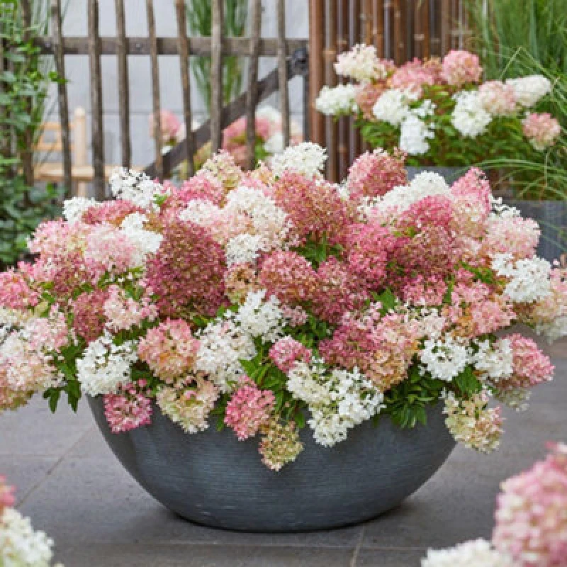 Image of Thompson & Morgan Hydrangea Paniculata Groundbreaker Blush 14Cm Potted Plant X 2