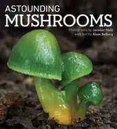 Image of astounding mushrooms