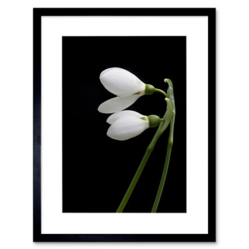Image of Artery8 Snowdrops Spring Flowers Bloom White Black 12X16" Framed Wall Art Print