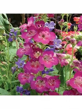 Image of Hardy Perennial Penstemon Collection 12 X Jumbo Plugs