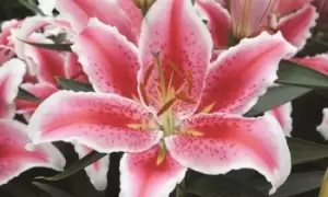Image of Lily Giant Flowered Collection: Five of Three Varieties/15 Bulbs