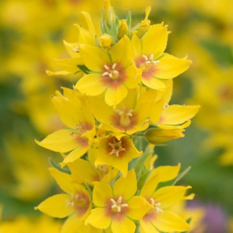 Image of Thompson & Morgan Lysimachia Punctata 9Cm Potted Plant X 1