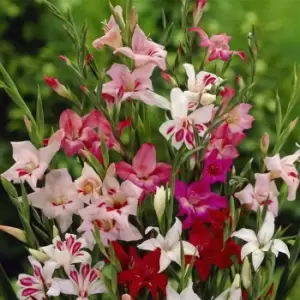 Image of YouGarden Gladiolus Nanus 50 Mixed Bulbs
