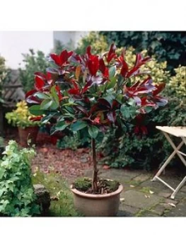 Image of Photinia Little Red Robin 1M Standard