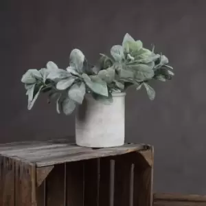 Image of Lambs Ear Spray