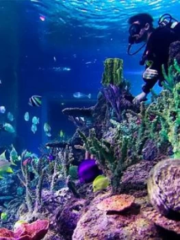 Image of Virgin Experience Days Dive with Sharks at Skegness Aquarium, One Colour, Women