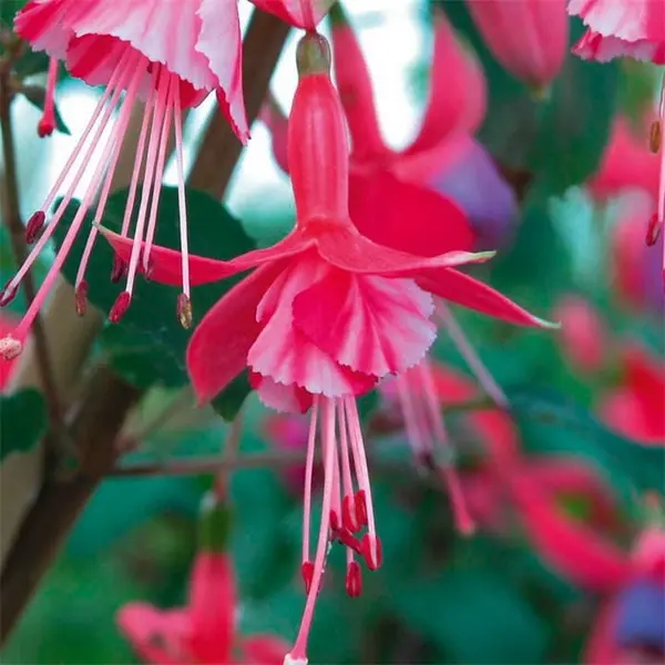 Image of YouGarden Hardy Fuchsias (12 Plug Plants) Garden Flowers and Plants 12 Plug Pl Multi 40559299000