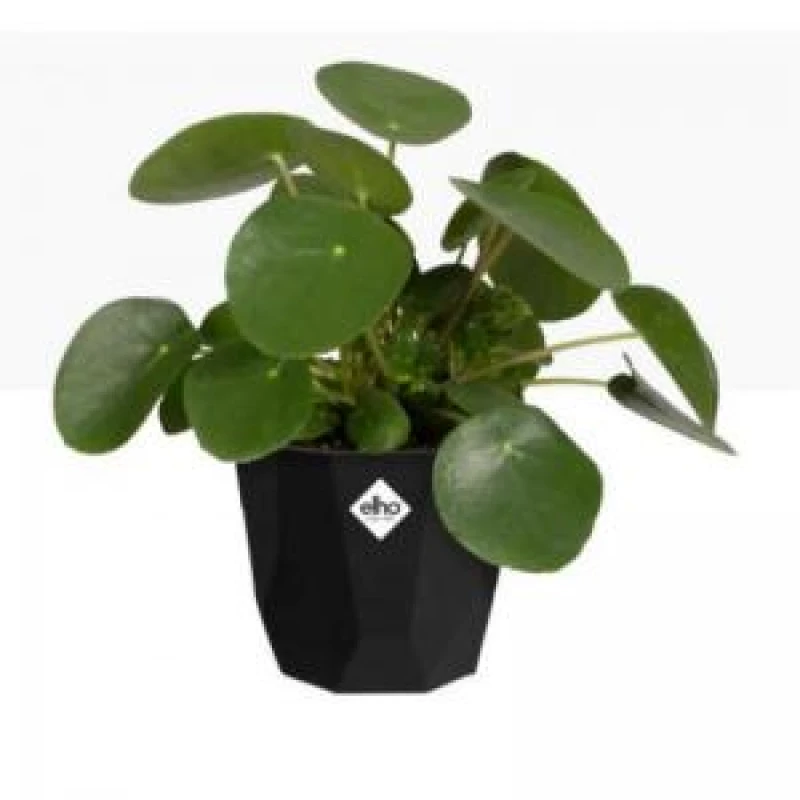 Image of Elho B.For Rock 14cm - Living Black 4201301443300