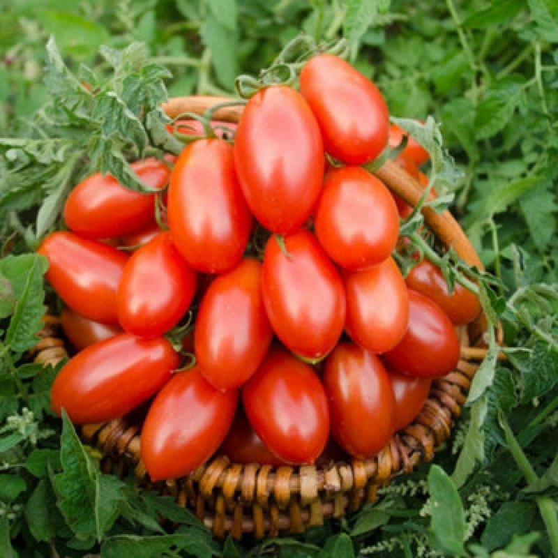 Image of Thompson & Morgan Tomato Nagina F1 1 Seed Packet