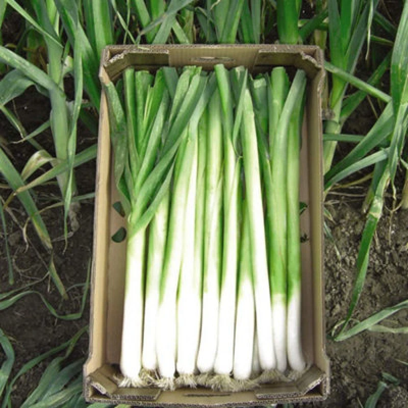Image of Thompson & Morgan Leek Bulgaarse Reuzen - Lincoln 1 Seed Packet