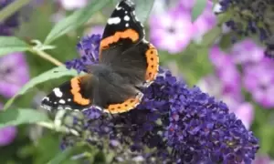 Image of Buddleja Butterfly Towers 9cm Pot, One