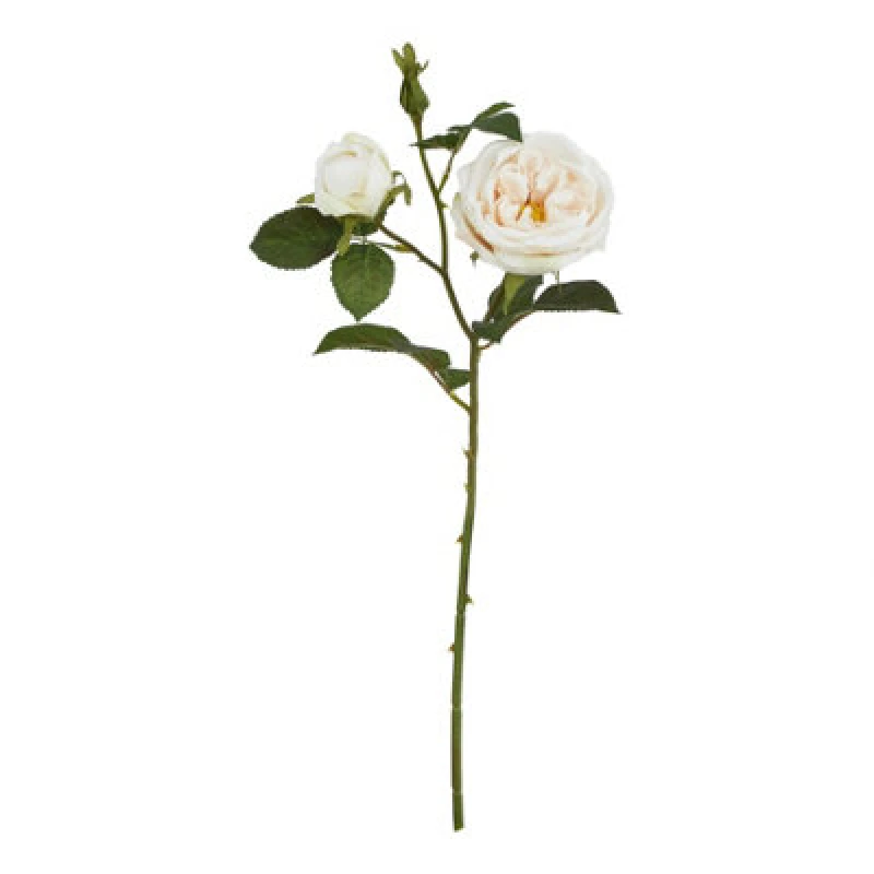 Image of The Natural Garden Collection Palest Blush Charity Rose