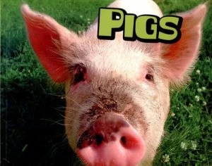 Image of Pigs by Sheri Doyle Book