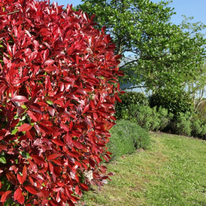 Image of YouGarden Photinia Red Robin 9cm x12 Trees and Shrubs 12x9cm pot Multi 38460599000