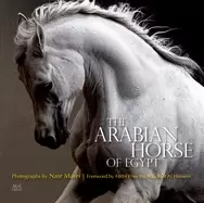 Image of arabian horse of egypt