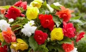 Image of Begonia Double Flowered Mixed: 10 Tubers