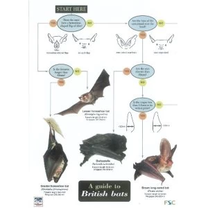 Image of A Guide to British Bats Wallchart 2001