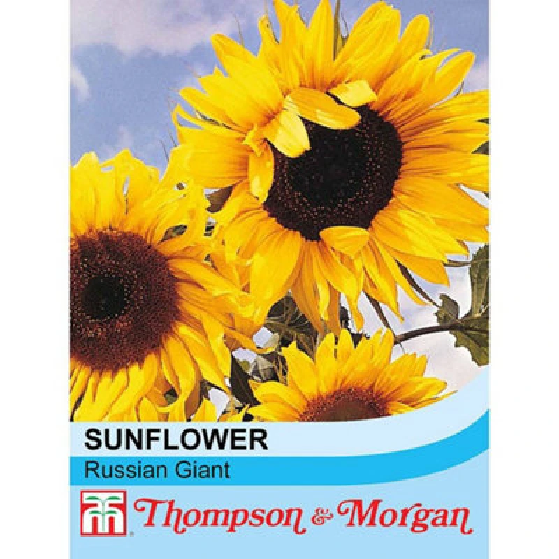 Image of Thompson & Morgan Sunflower Tall (Russian Giant) 1 Seed Packet (25 Seeds)