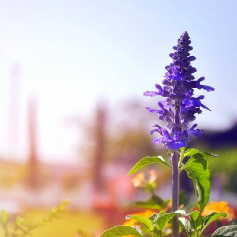 Image of Thompson & Morgan Salvia Farinacea Victoria Blue Seeds - Vivid Purple-Blue Perennial For Borders & Containers - 400 Seeds