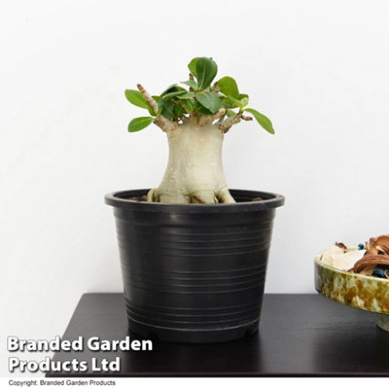 Image of Thompson & Morgan Houseplant Adenium Nb Ansu Baobab 12Cm Potted Plant X 1