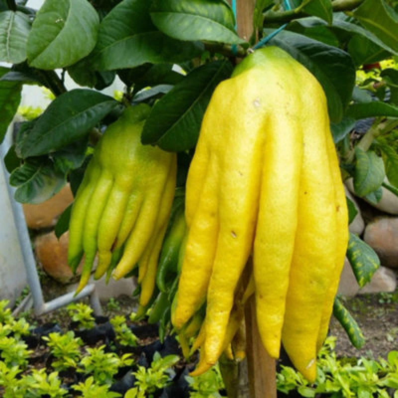 Image of Thompson & Morgan Hand Of Buddha Citrus Tree - Exotic Fragrant Unique Finger Fruit Aromatic Flowers - 16Cm Pot X1