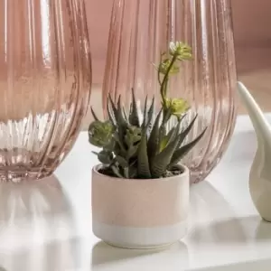 Image of Crossland Grove Potted Agave Mix In Ceramic Pot H160Mm