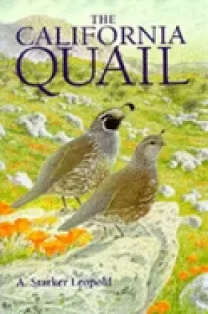 Image of california quail