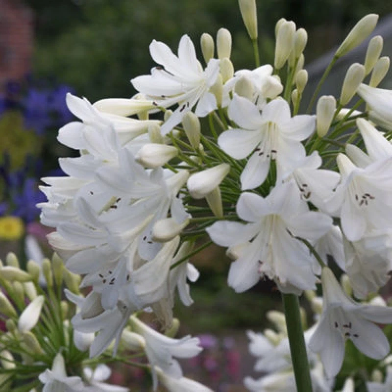 Image of Thompson & Morgan Agapanthus Arctic Star 9Cm Potted Plant X 1