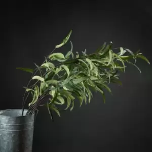 Image of Eucalyptus Nicholii Spray