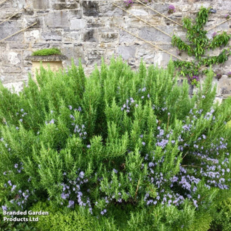 Image of Thompson & Morgan Rosemary 'roman Beauty' - 3 Litre Potted Plant X 1