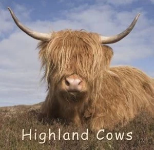 Image of Highland Cows by Colin Baxter Photography Paperback
