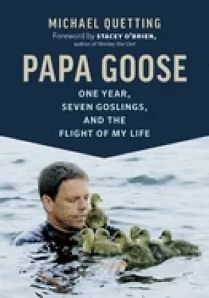 Image of papa goose one year seven goslings and the flight of my life