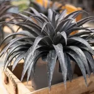 Image of Thompson & Morgan Mangave Moonglow 9cm Pot x 2