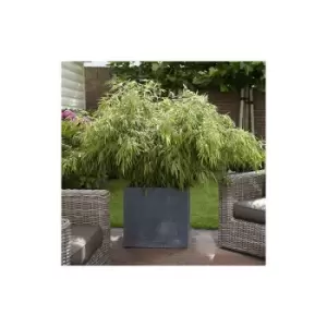 Image of Fargesia rufa (Fountain Bamboo) 5L
