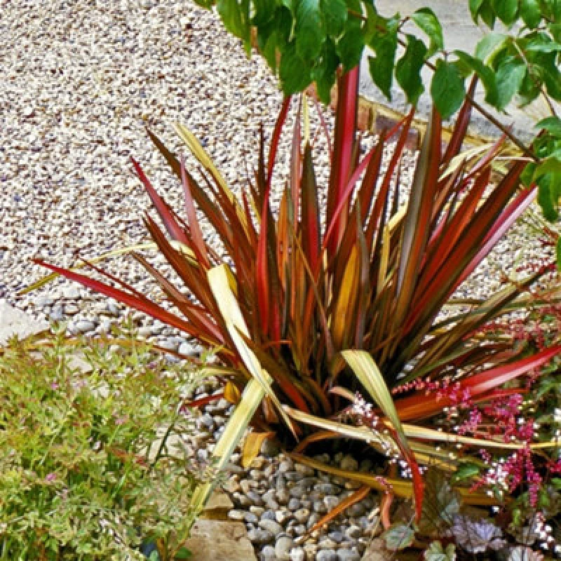 Image of Thompson & Morgan Phormium Rainbow Queen 9Cm Potted Plant X 1