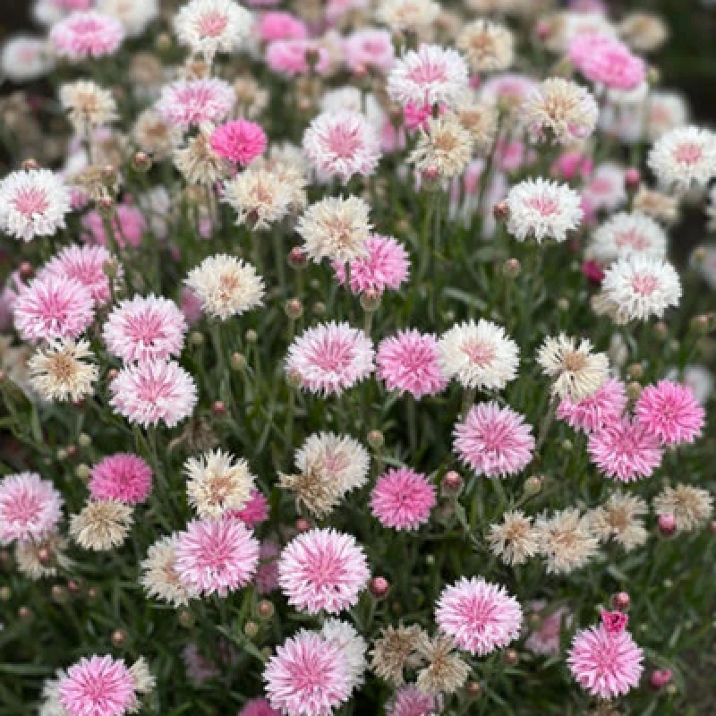 Image of Thompson & Morgan Cornflower Tom Pouce Pink 1 Seed Packet