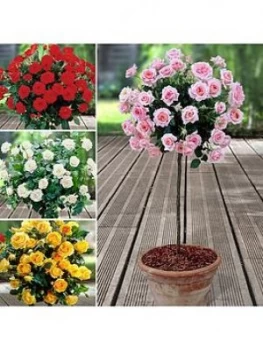 image of Patio Standard Roses Collection X 4 Bare Roots