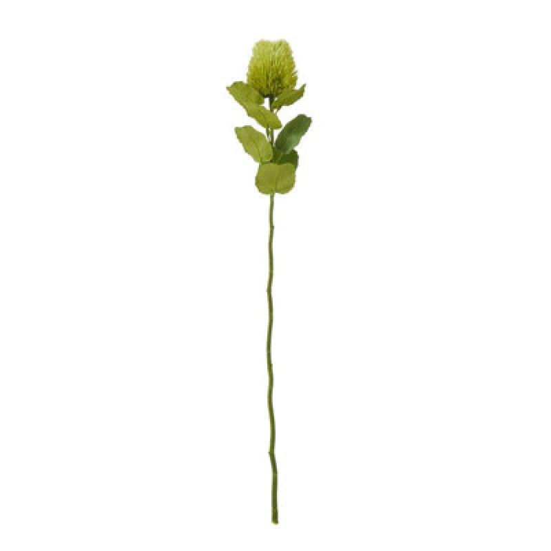 Image of Green Banksia Stem