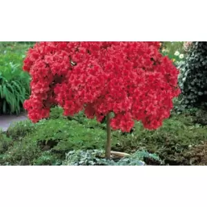 Image of Thompson & Morgan Thompson and Morgan Azalea Standard Japanese Red 2 Litre Pot x 1