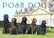 Image of Posh Dogs