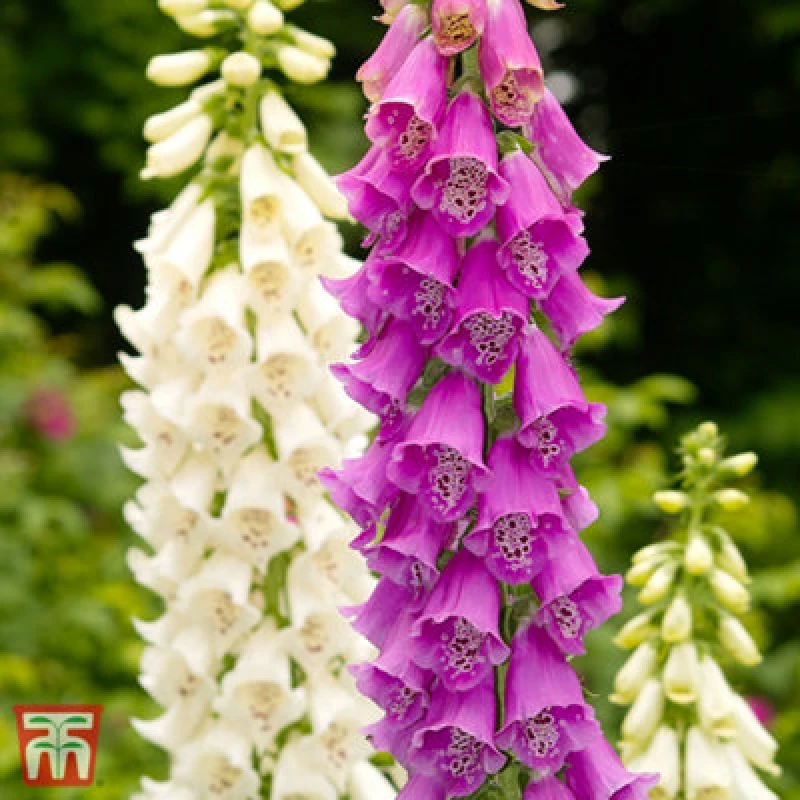 Image of Thompson & Morgan Digitalis Purpurea Excelsior Hybrids 1 Litre Potted Plant X 3