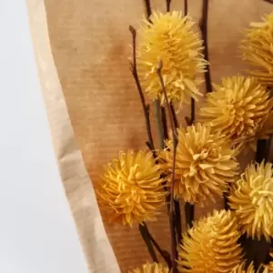 image of Crossland Grove Dried Thistle Bundle In Paper Wrap Ochre H460Mm