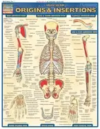 Image of muscular origins and insertions